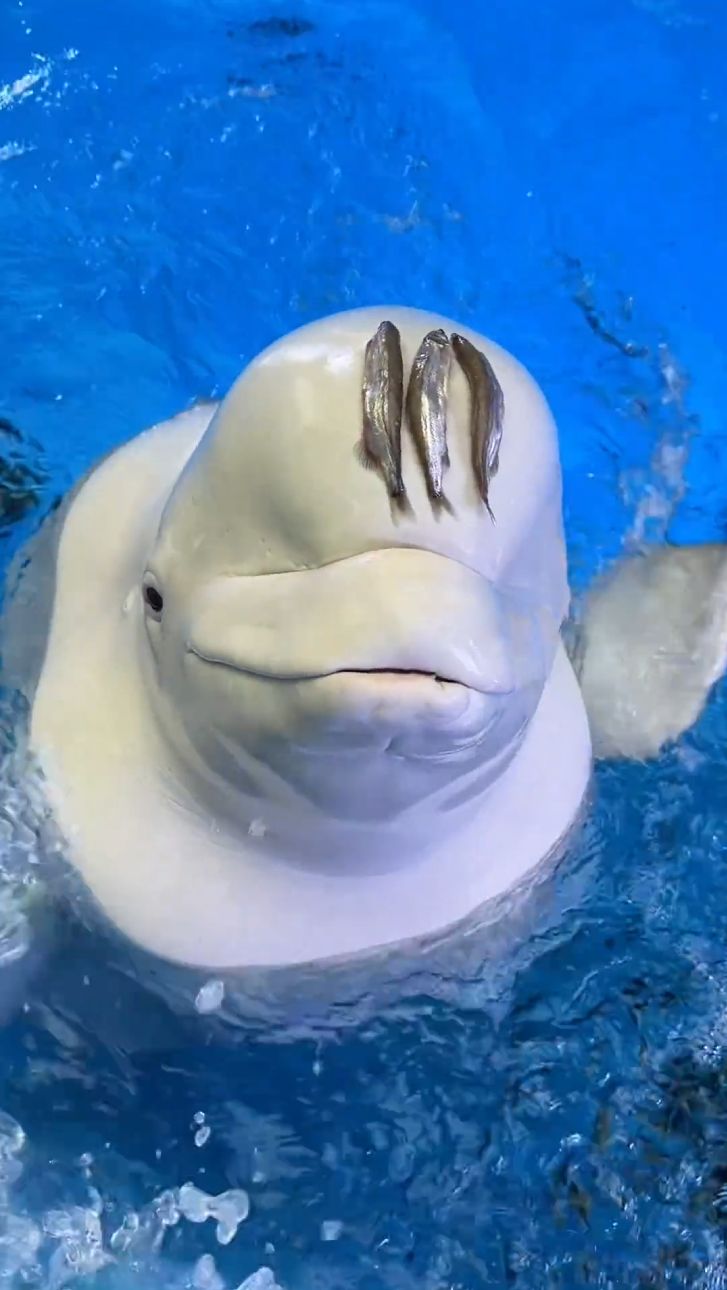 Beluga Whale wishes