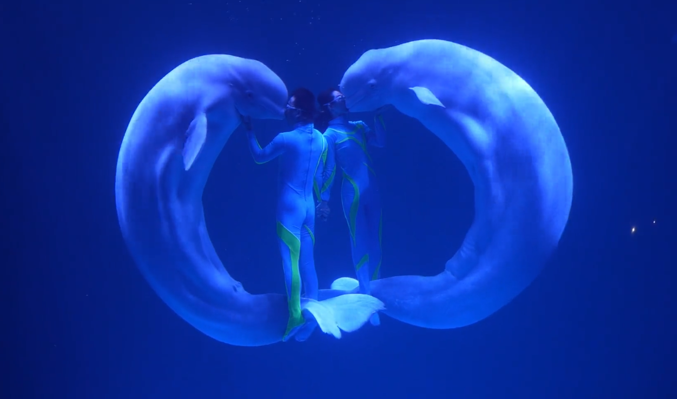 Beluga Whale wishes