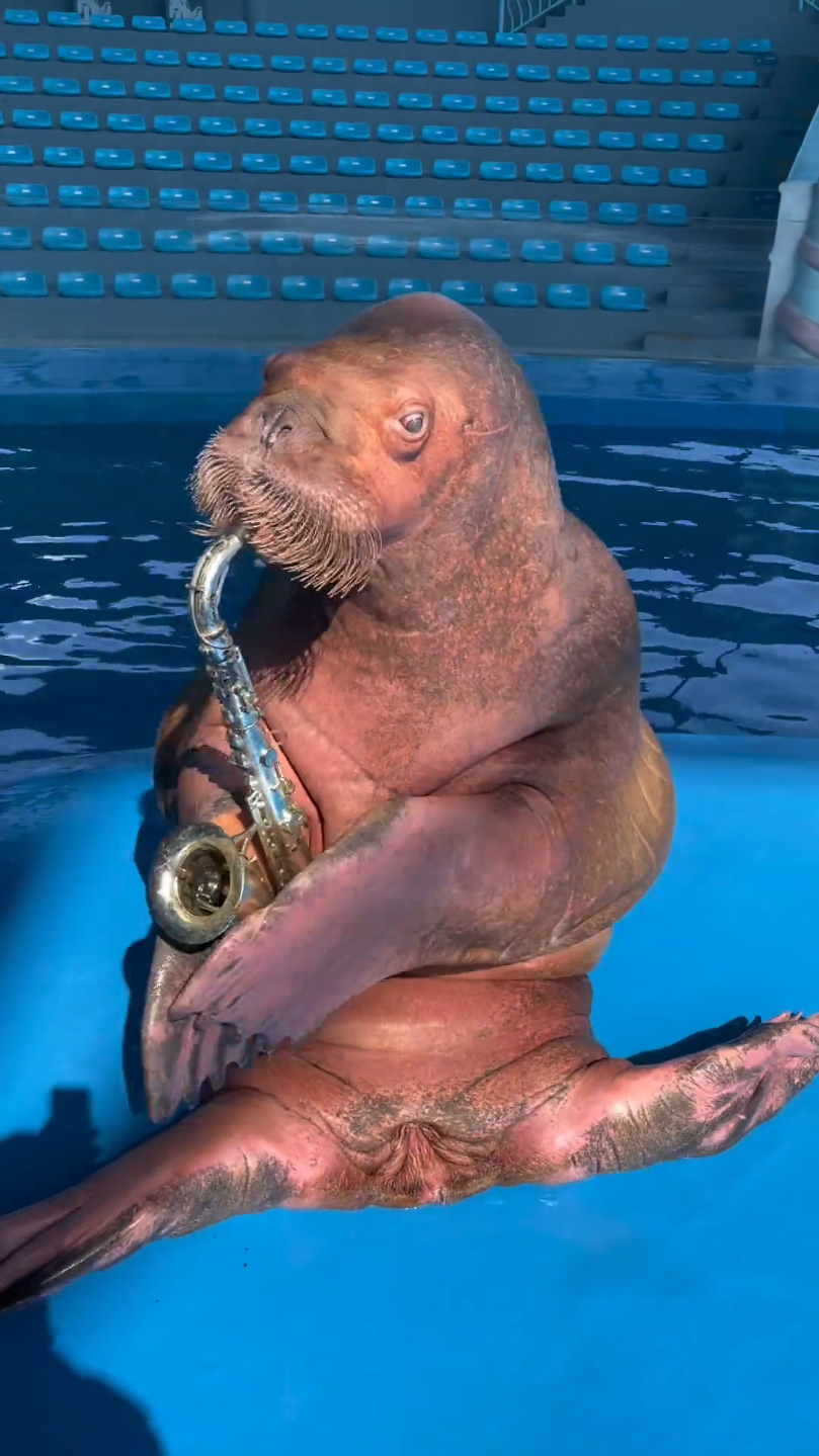 Walrus Birthday wishes