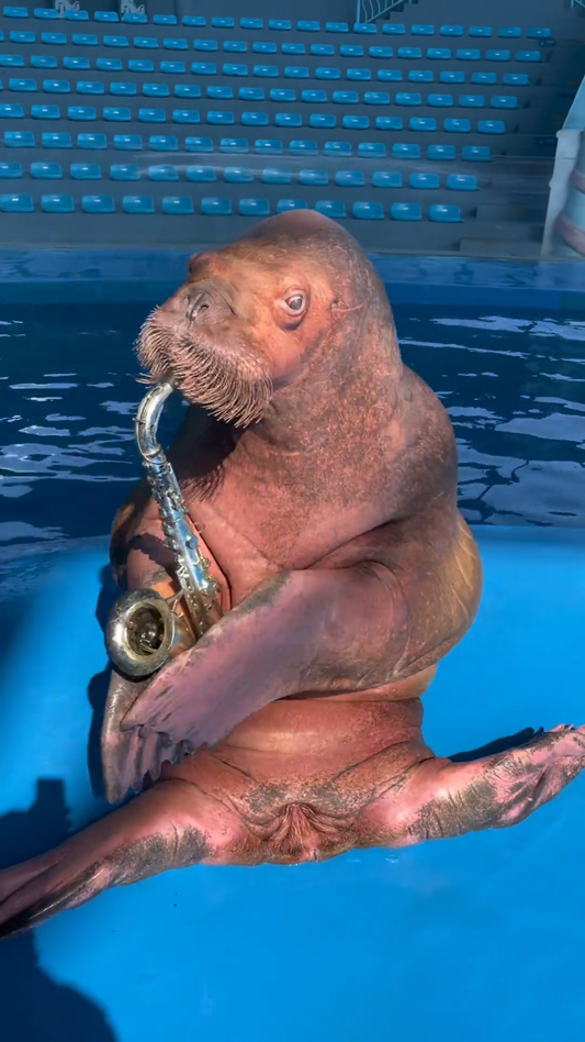 Walrus Birthday wishes